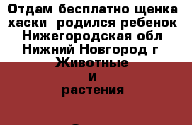 Отдам бесплатно щенка хаски, родился ребенок - Нижегородская обл., Нижний Новгород г. Животные и растения » Отдам бесплатно   